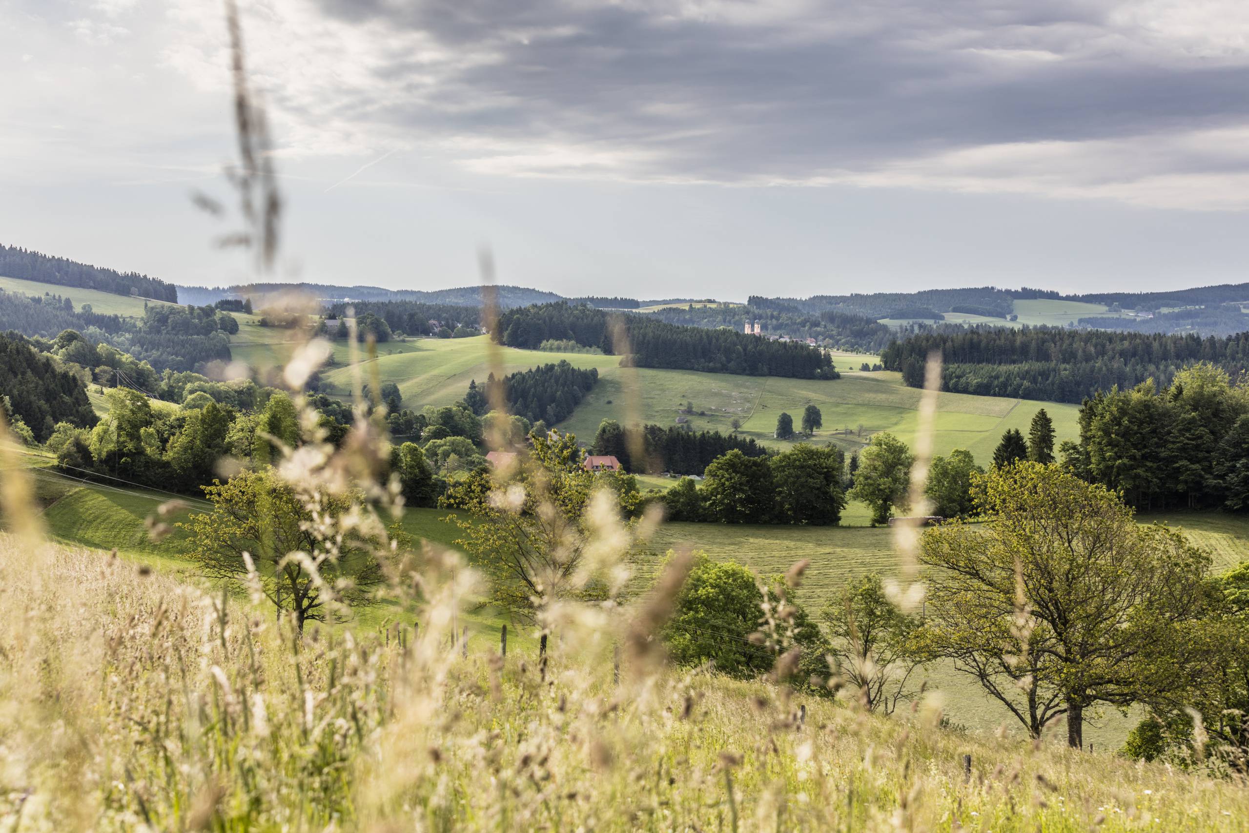 Schwarzwald