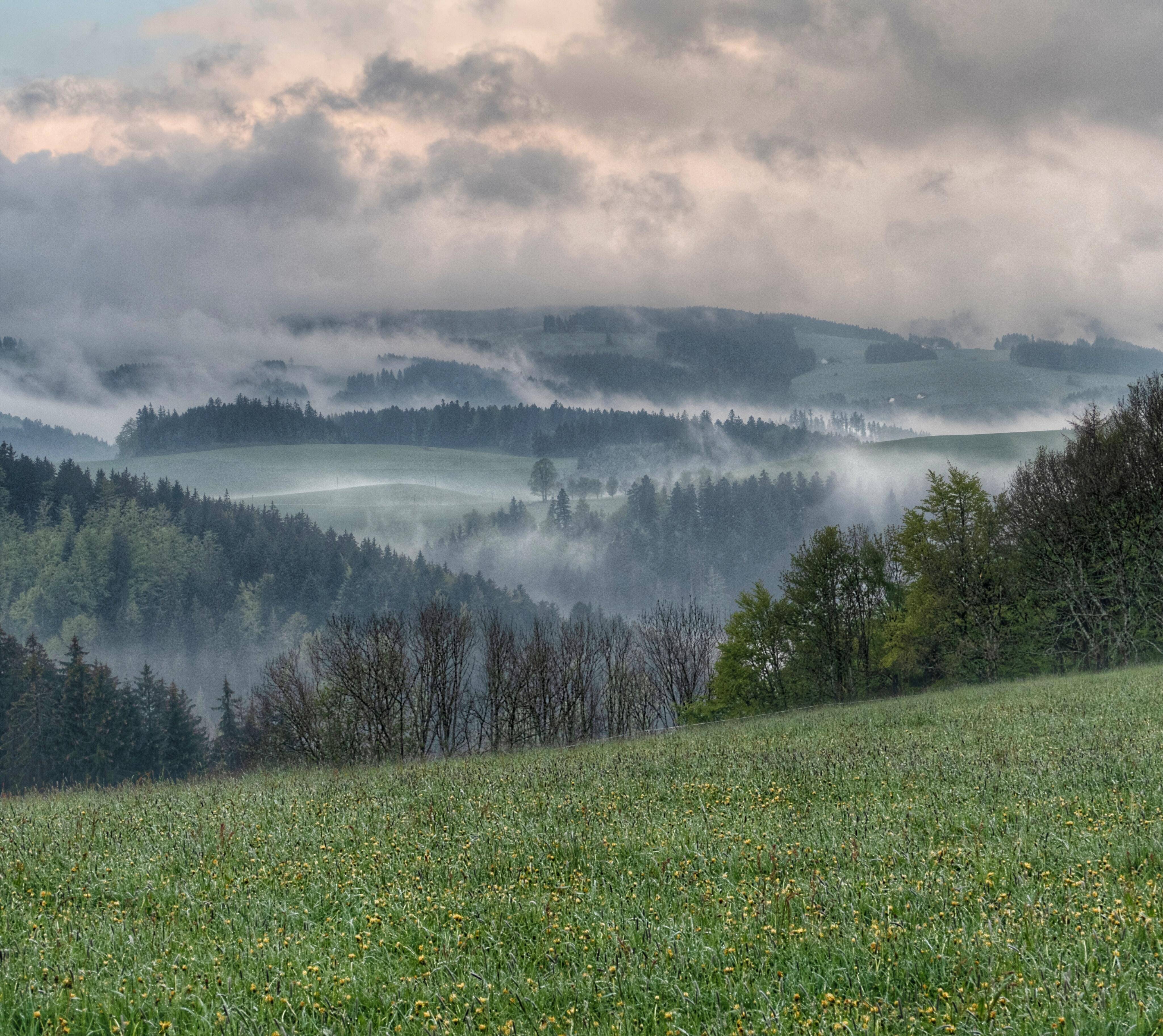 Schwarzwald Nebel Wiese